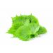 LIŚCIE SHISO ZIELONE 15SZT (NL)
